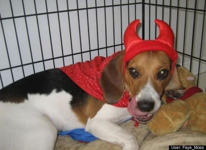Dogs Are Getting Ready for Halloween (53 pics)