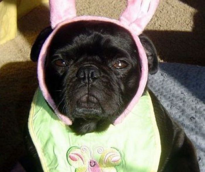 Dogs Are Getting Ready for Halloween (53 pics)