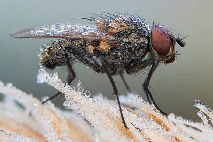 Macro Photos of Insects (16 pics)