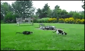 Flying Cats (11 pics)