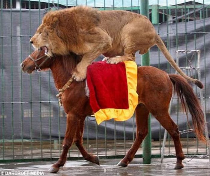 Acid Picdump (116 pics)