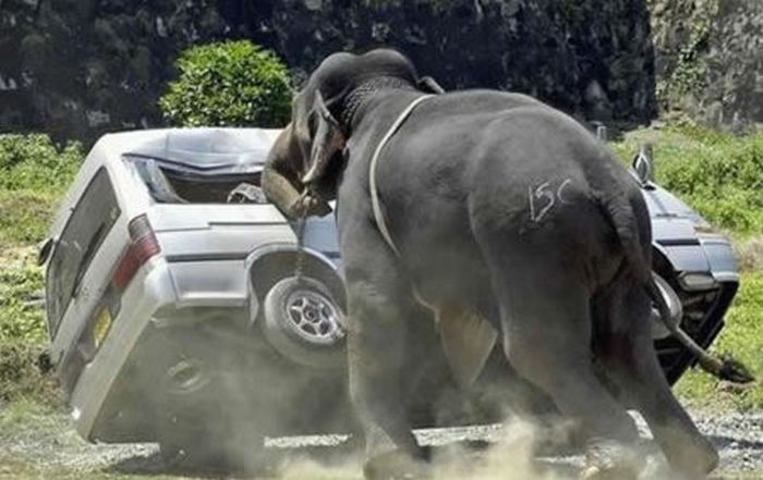 Animals Attacking Cars (23 pics)