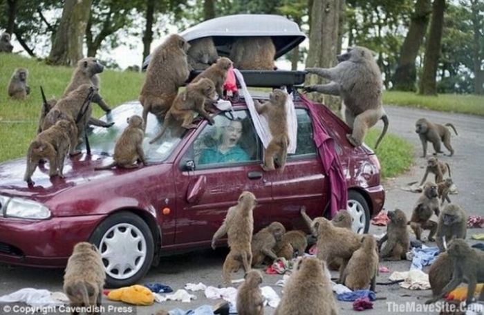 Animals Attacking Cars (23 pics)