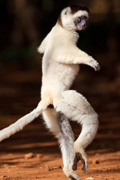 Dancing Lemurs (11 pics)