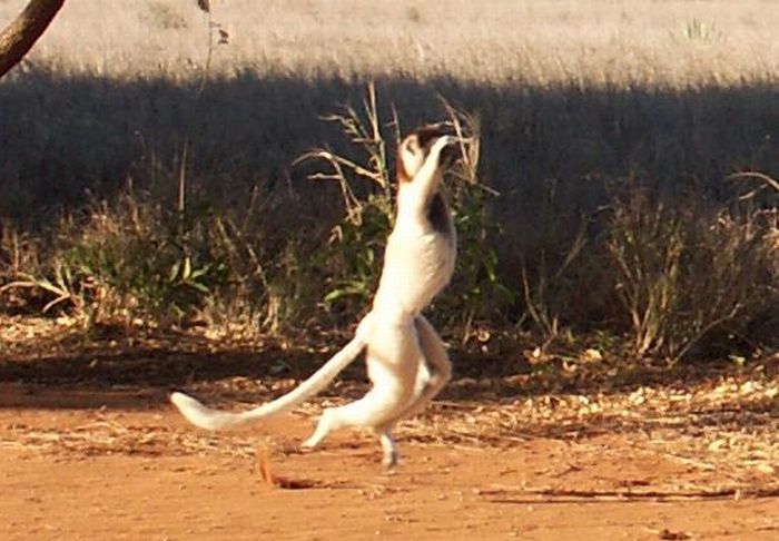 Dancing Lemurs (11 pics)