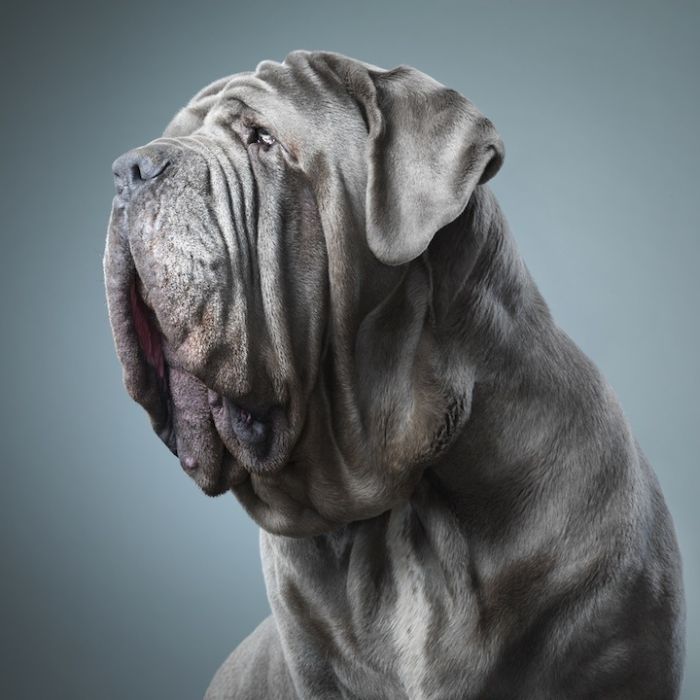 Awesome Portraits of Dogs (15 pics)