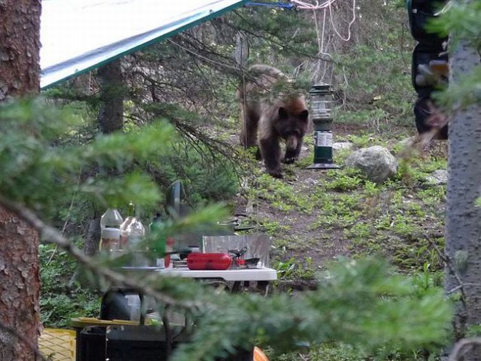 When a Bear Comes for a Visit (6 pics)