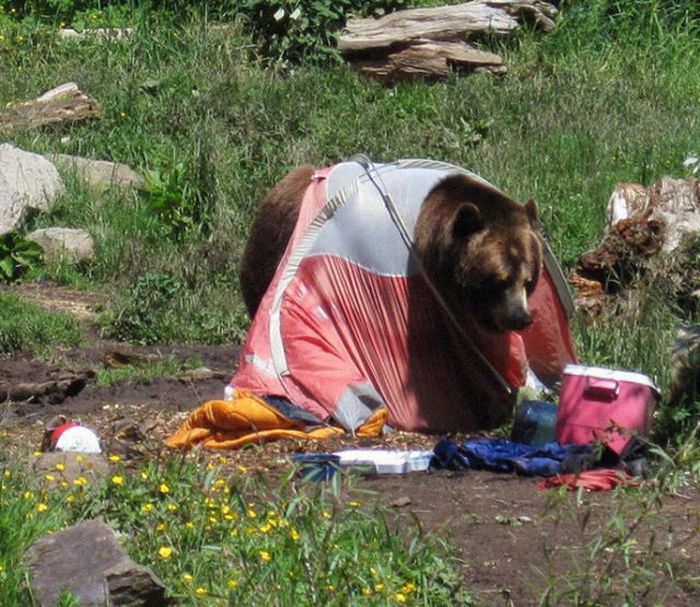 When a Bear Comes for a Visit (6 pics)