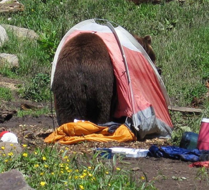 When a Bear Comes for a Visit (6 pics)