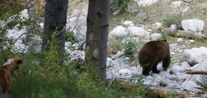 When a Bear Comes for a Visit (6 pics)