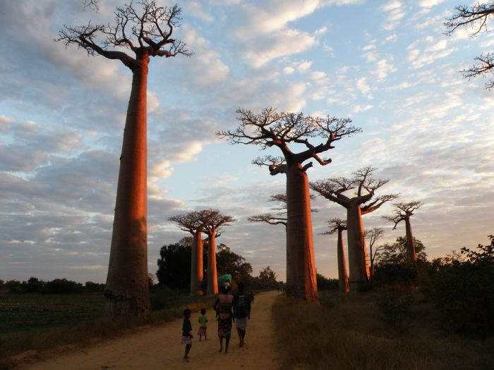 Baobab (16 pics)