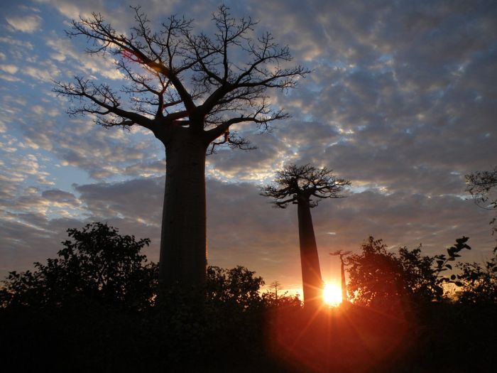 Baobab (16 pics)