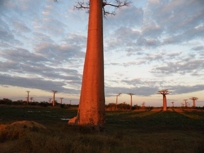 Baobab (16 pics)