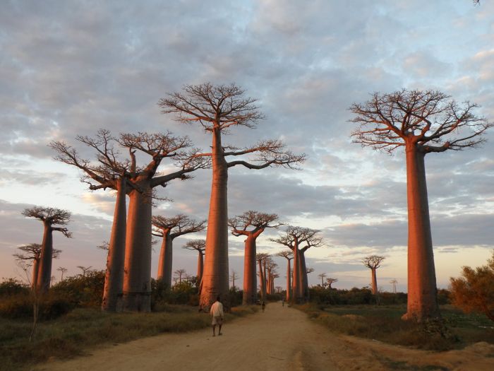 Baobab (16 pics)