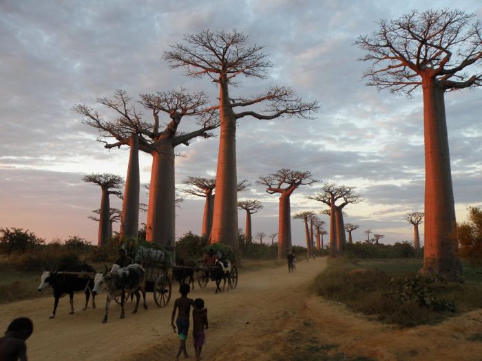 Baobab (16 pics)