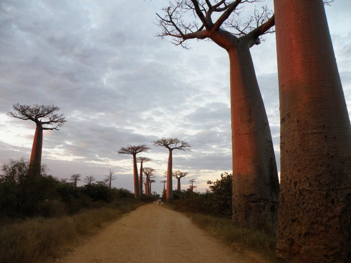 Baobab (16 pics)