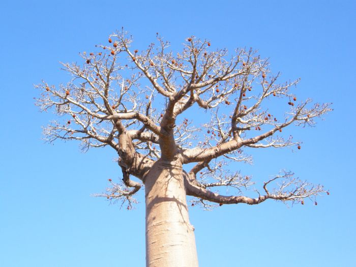 Baobab (16 pics)