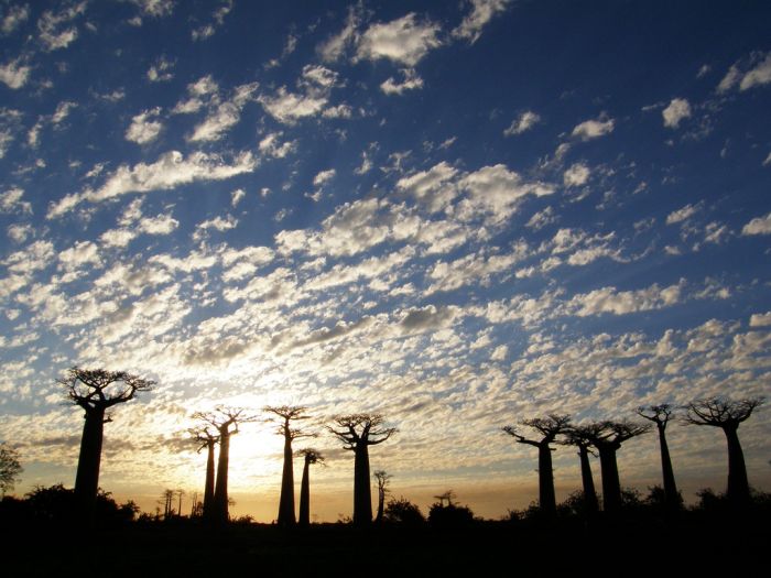 Baobab (16 pics)