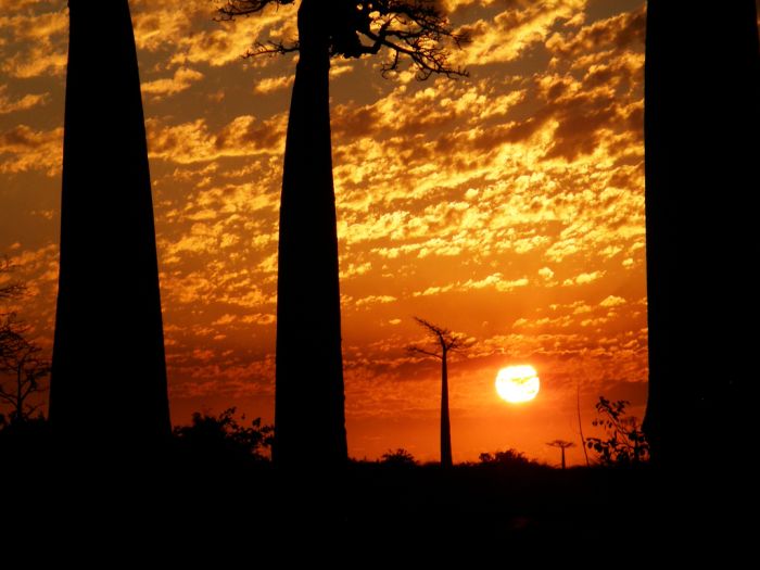 Baobab (16 pics)