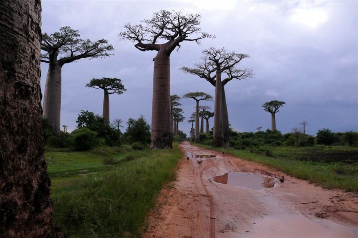 Baobab (16 pics)