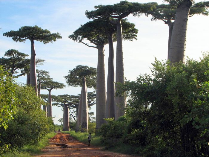 Baobab (16 pics)
