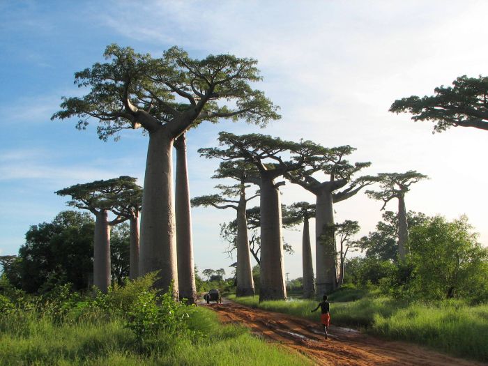 Baobab (16 pics)