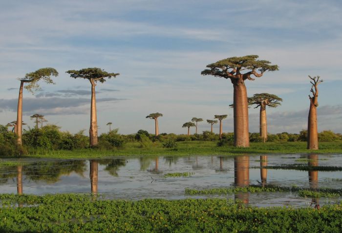 Baobab (16 pics)