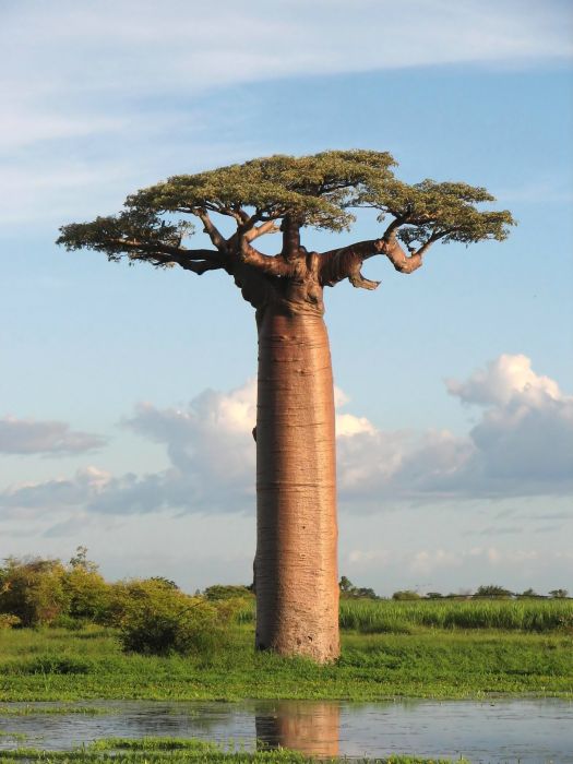 Baobab (16 pics)