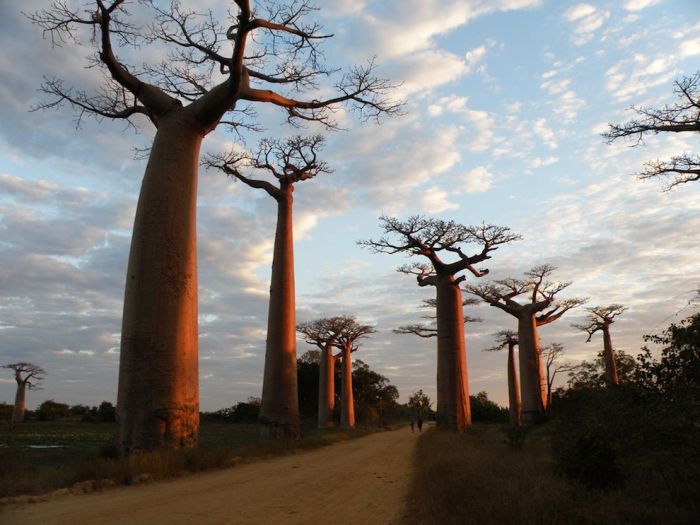 Baobab (16 pics)