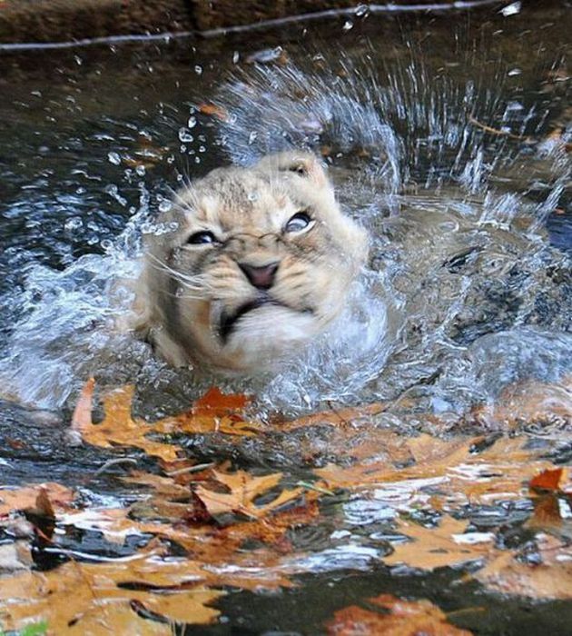 Acid Picdump (115 pics)