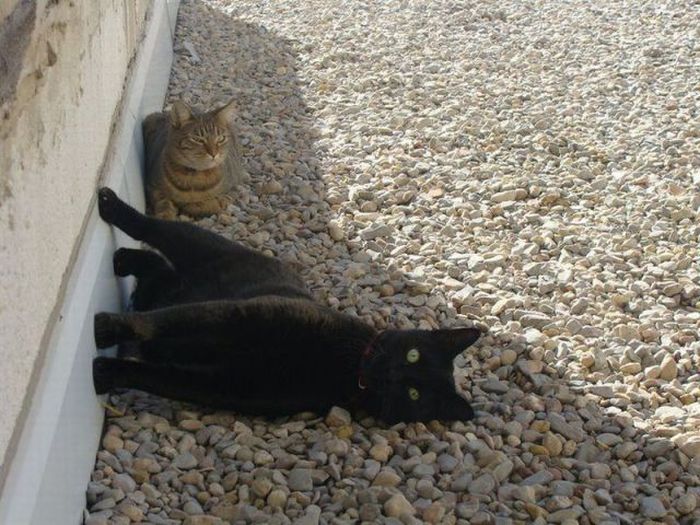 Acid Picdump (115 pics)