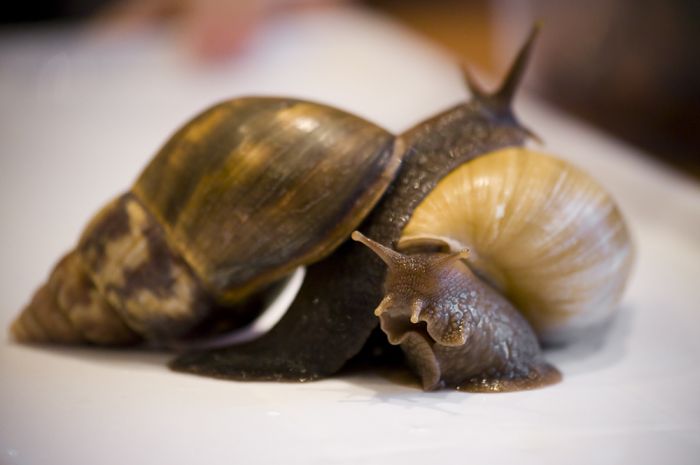 Snails and a Baby (8 pics)