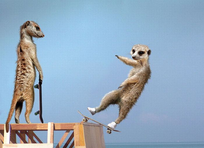 Maverick Meerkats 2011 (12 pics)