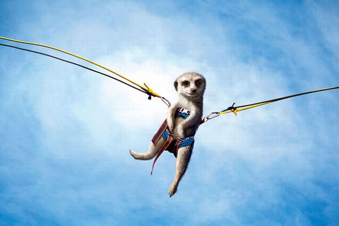 Maverick Meerkats 2011 (12 pics)