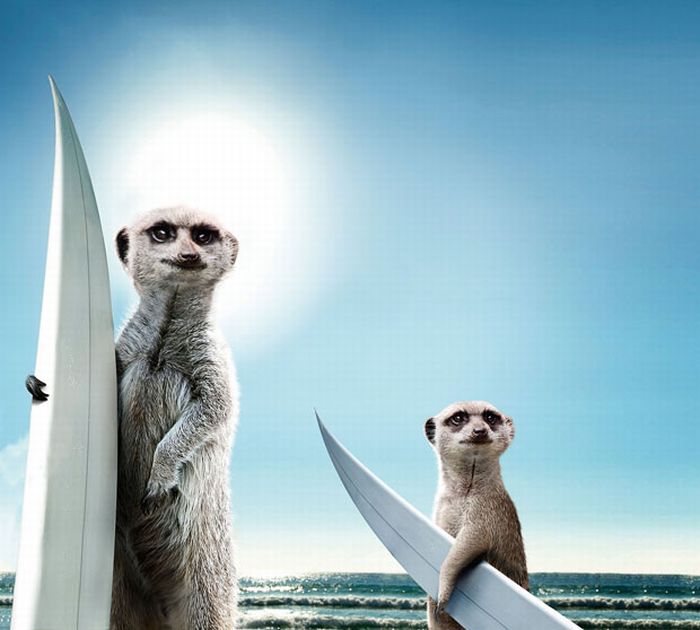 Maverick Meerkats 2011 (12 pics)