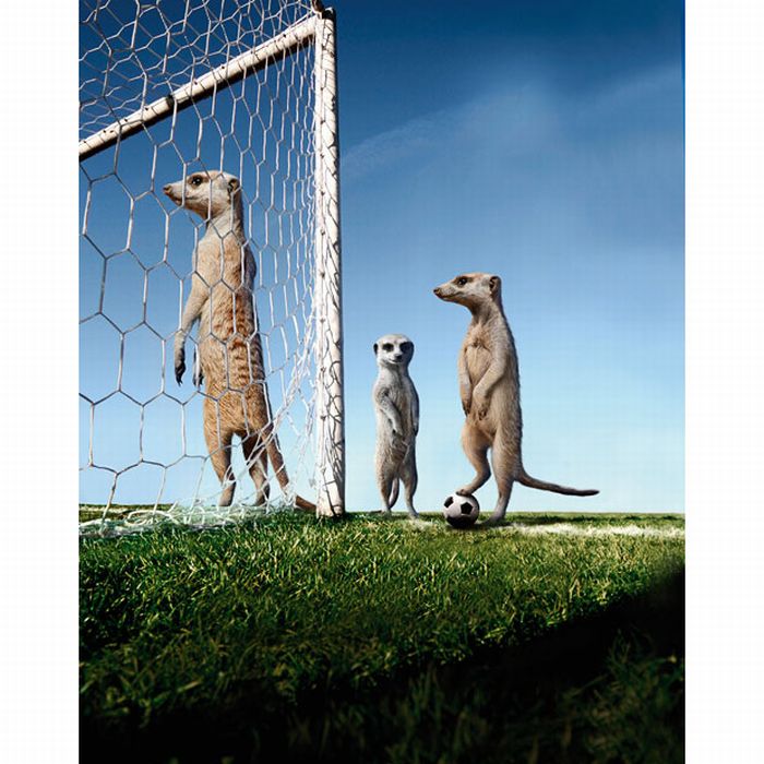 Maverick Meerkats 2011 (12 pics)