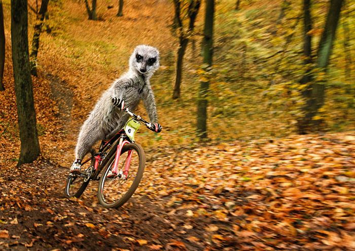 Maverick Meerkats 2011 (12 pics)
