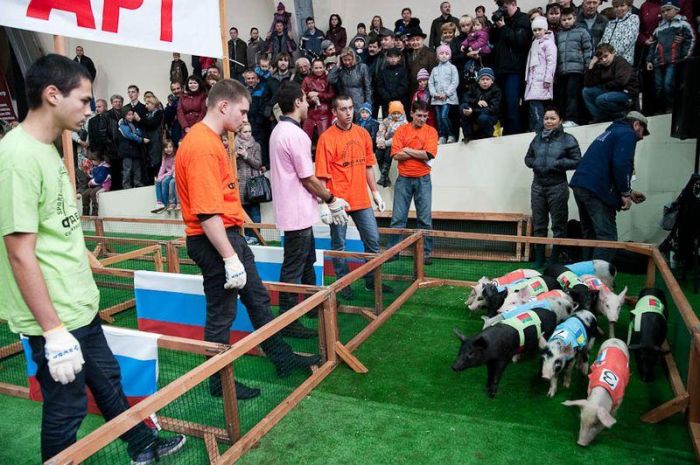 The 8th Annual Pig Olympics (19 pics)