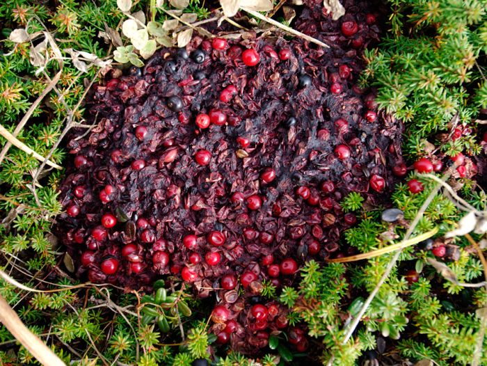 Bear's Crap (5 pics)