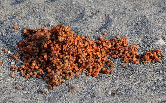 Bear's Crap (5 pics)