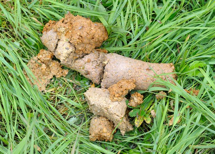 Bear's Crap (5 pics)
