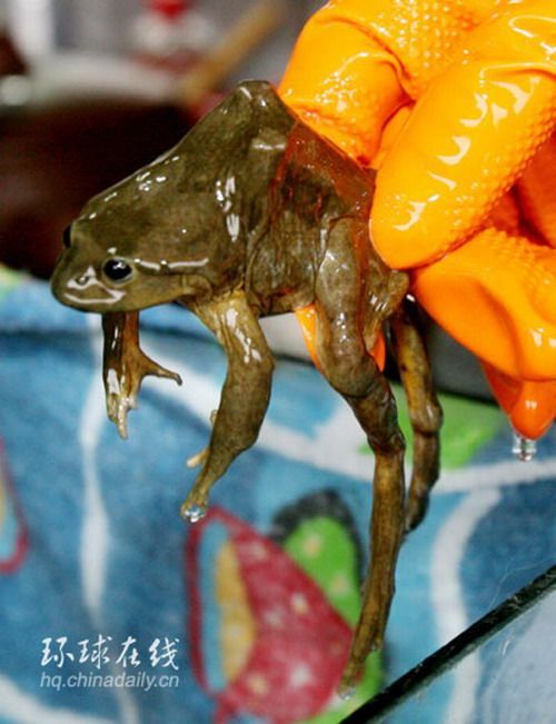 Frog Cocktail (6 pics)