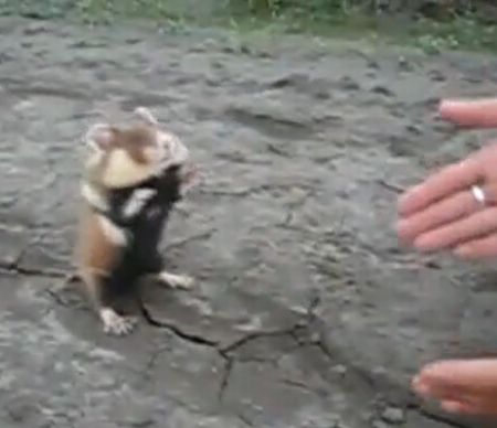 Evil Hamster