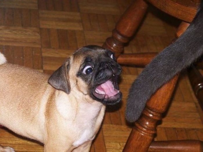 Acid Picdump (100 pics)