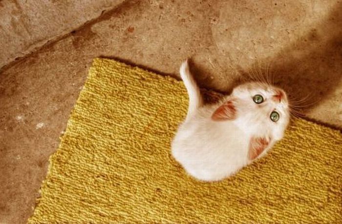 Acid Picdump (127 pics)