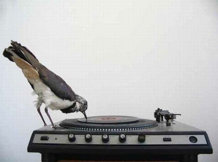 Acid Picdump (127 pics)
