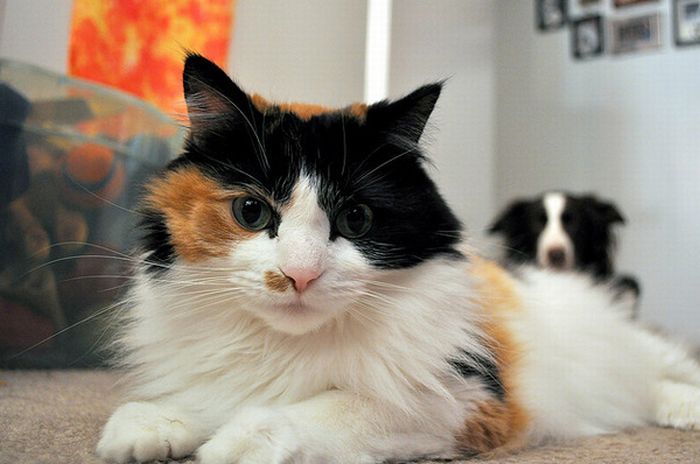 Cats And Dogs Photobombing Each Other (25 pics)