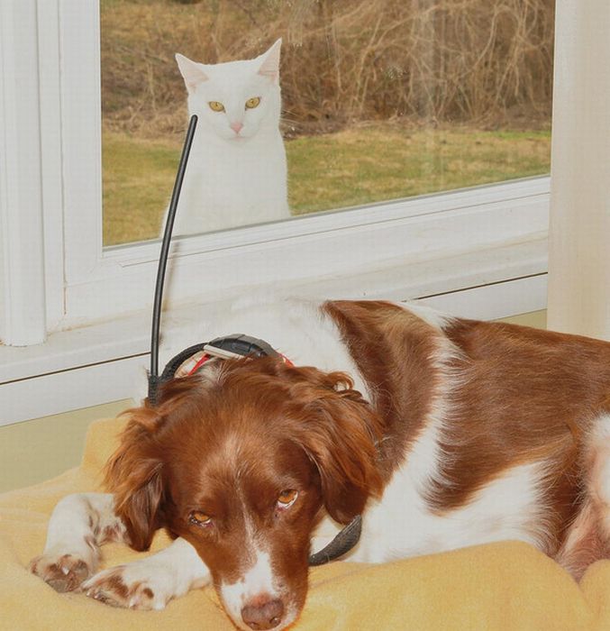 Cats And Dogs Photobombing Each Other (25 pics)