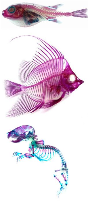 Colored Fish Skeletons (12 pics)