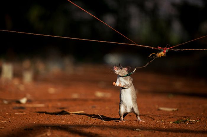Sniffer Rats Detect Land Mines in Tanzania and Mozambique (13 pics)